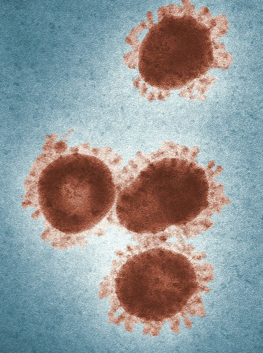Aiding the Immunocompromised: The Critical Role of Oral Hygiene in Patient Care